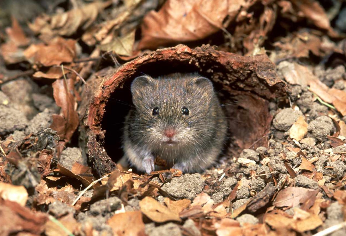 Sådan slipper du af med markmus med 8 naturlige løsninger