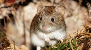 Sådan slipper du af med markmus med 8 naturlige løsninger