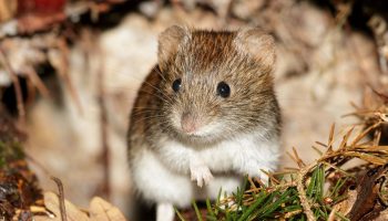 Sådan slipper du af med markmus med 8 naturlige løsninger