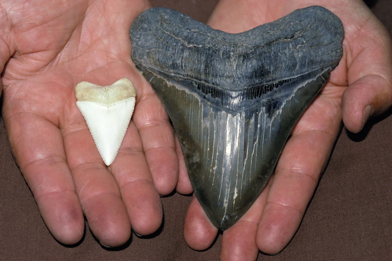 Hvad megalodon virkelig spiste for at dække sit daglige behov på 100.000 kalorier, ifølge en ny undersøgelse