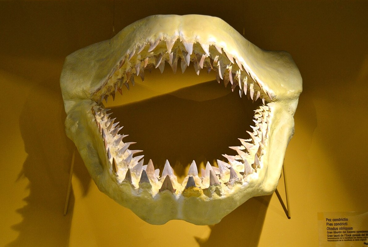 Hvad megalodon virkelig spiste for at dække sit daglige behov på 100.000 kalorier, ifølge en ny undersøgelse