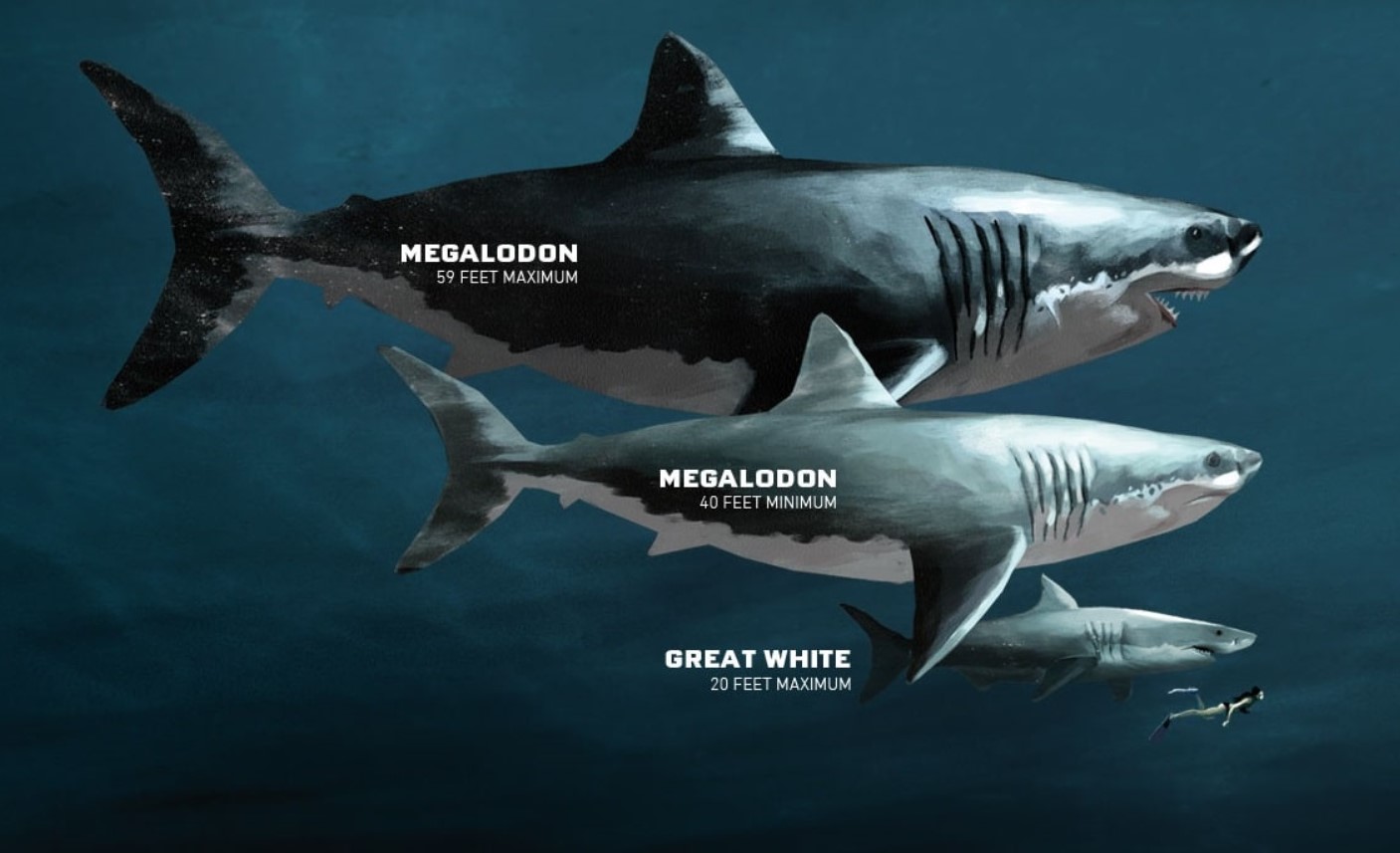 Hvad megalodon virkelig spiste for at dække sit daglige behov på 100.000 kalorier, ifølge en ny undersøgelse