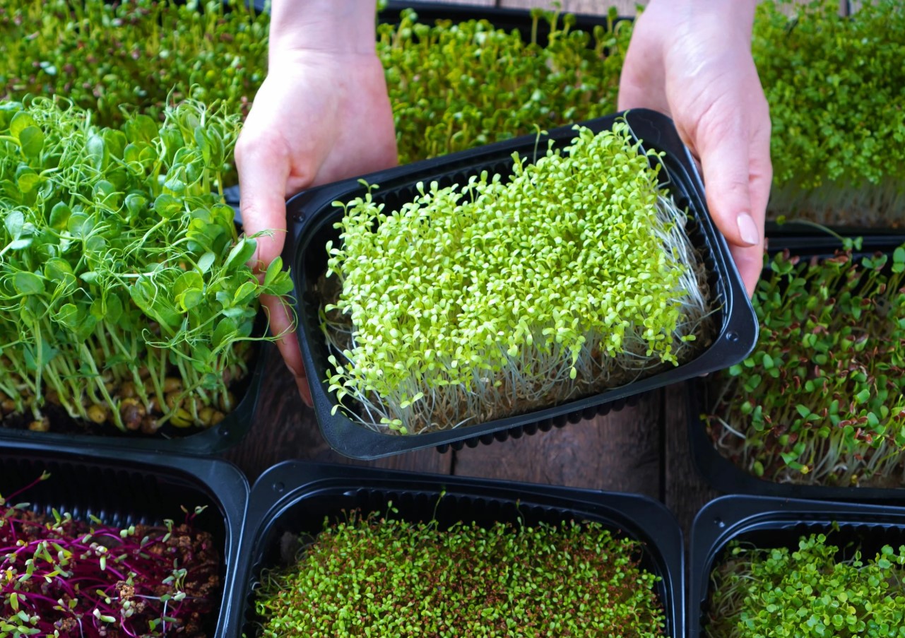 Mikrogrøntsager på 7 dage: superfood, der vokser på din vindueskarm