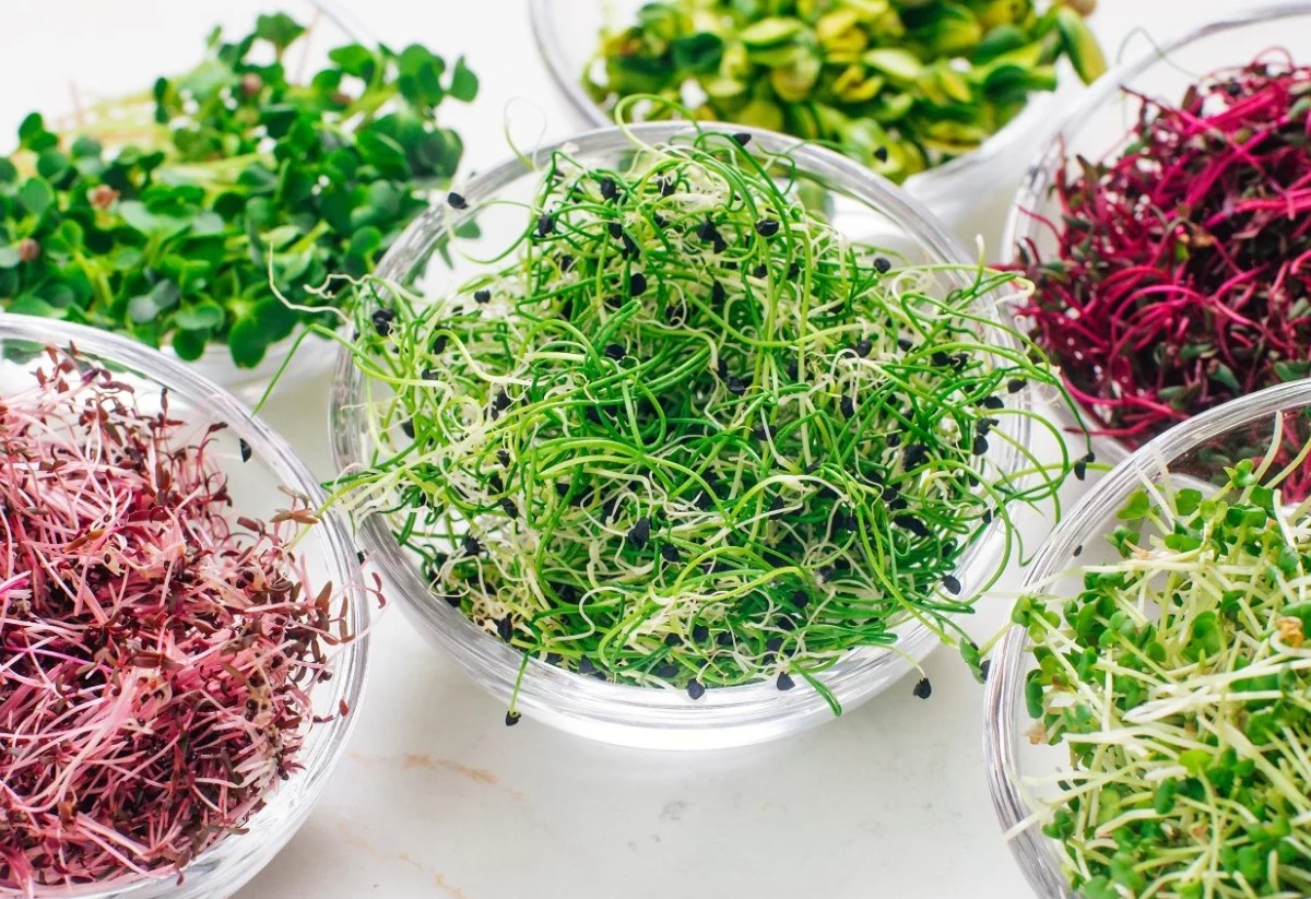 Mikrogrøntsager på 7 dage: superfood, der vokser på din vindueskarm