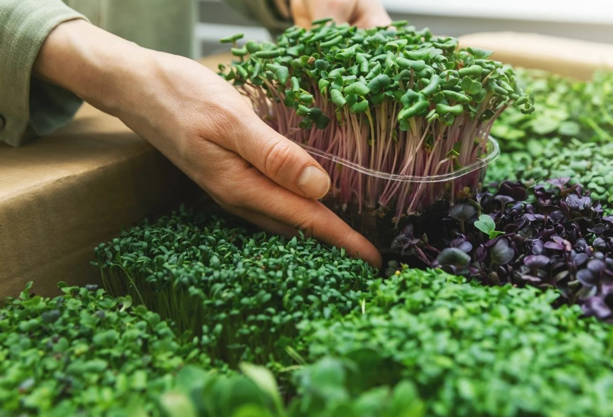 Mikrogrøntsager på 7 dage: superfood, der vokser på din vindueskarm