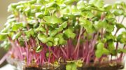 Mikrogrøntsager på 7 dage: superfood, der vokser på din vindueskarm