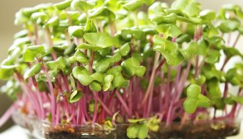 Mikrogrøntsager på 7 dage: superfood, der vokser på din vindueskarm