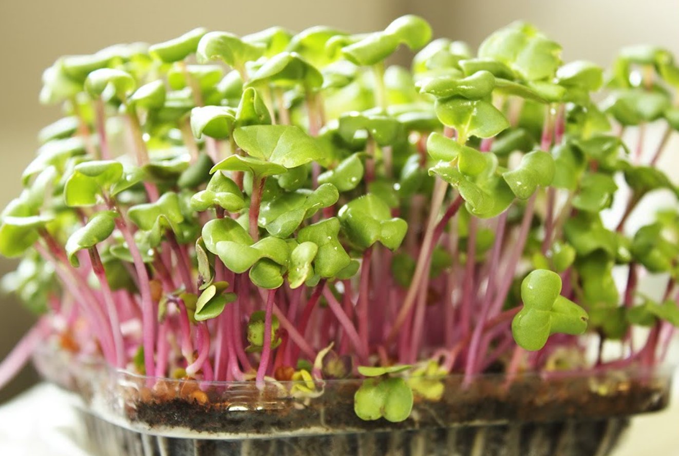 Mikrogrøntsager på 7 dage: superfood, der vokser på din vindueskarm