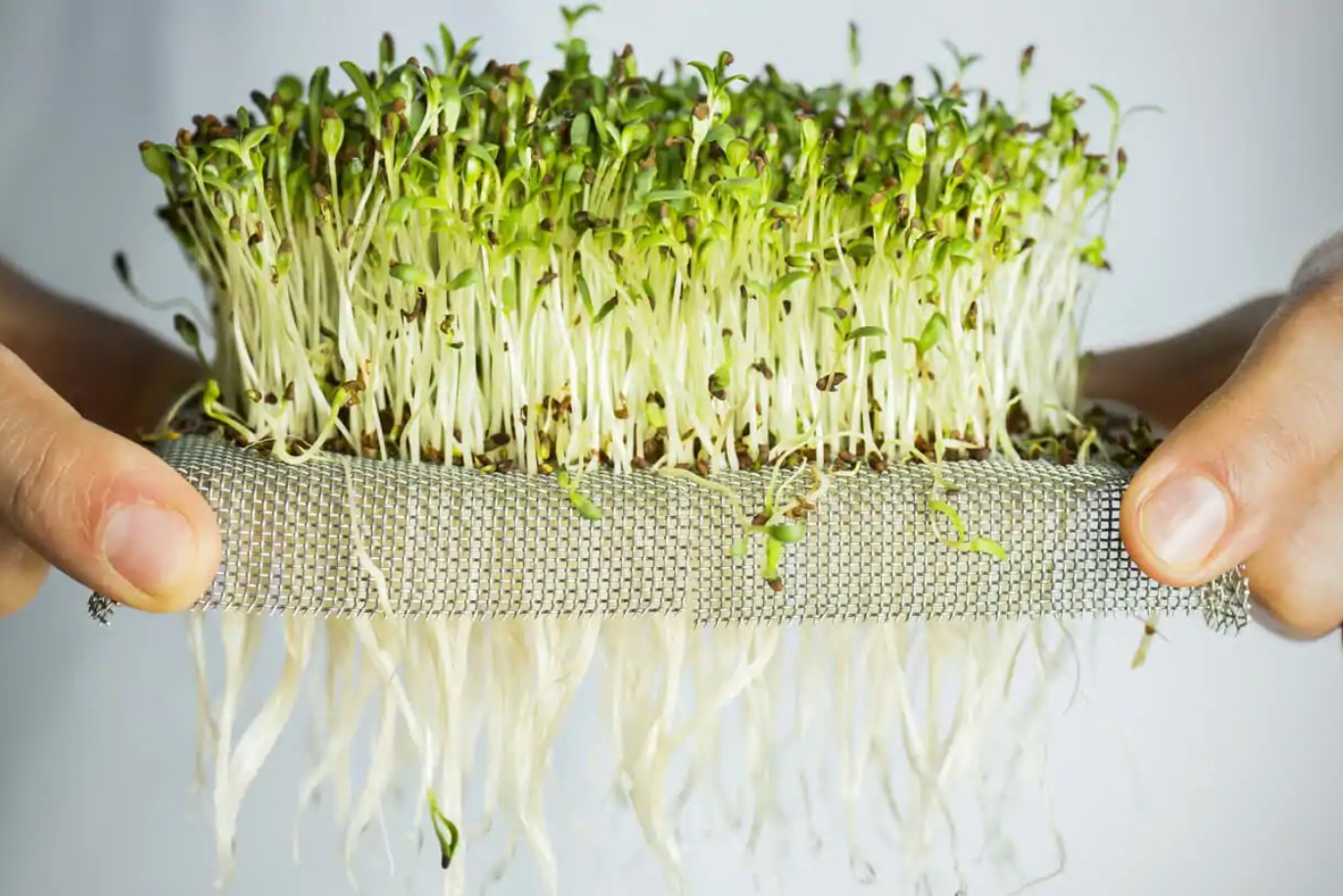 Mikrogrøntsager på 7 dage: superfood, der vokser på din vindueskarm