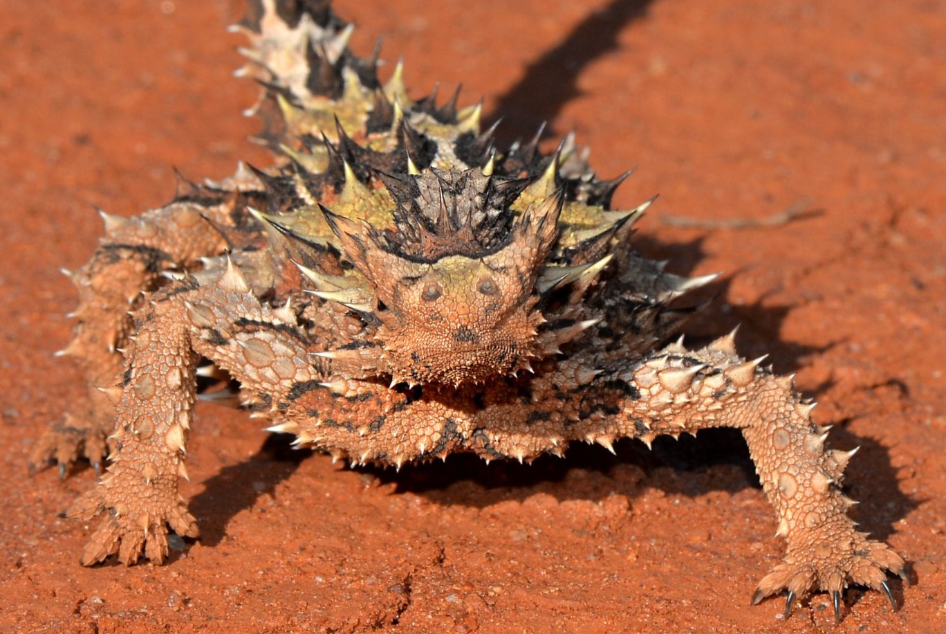 moloch horridus