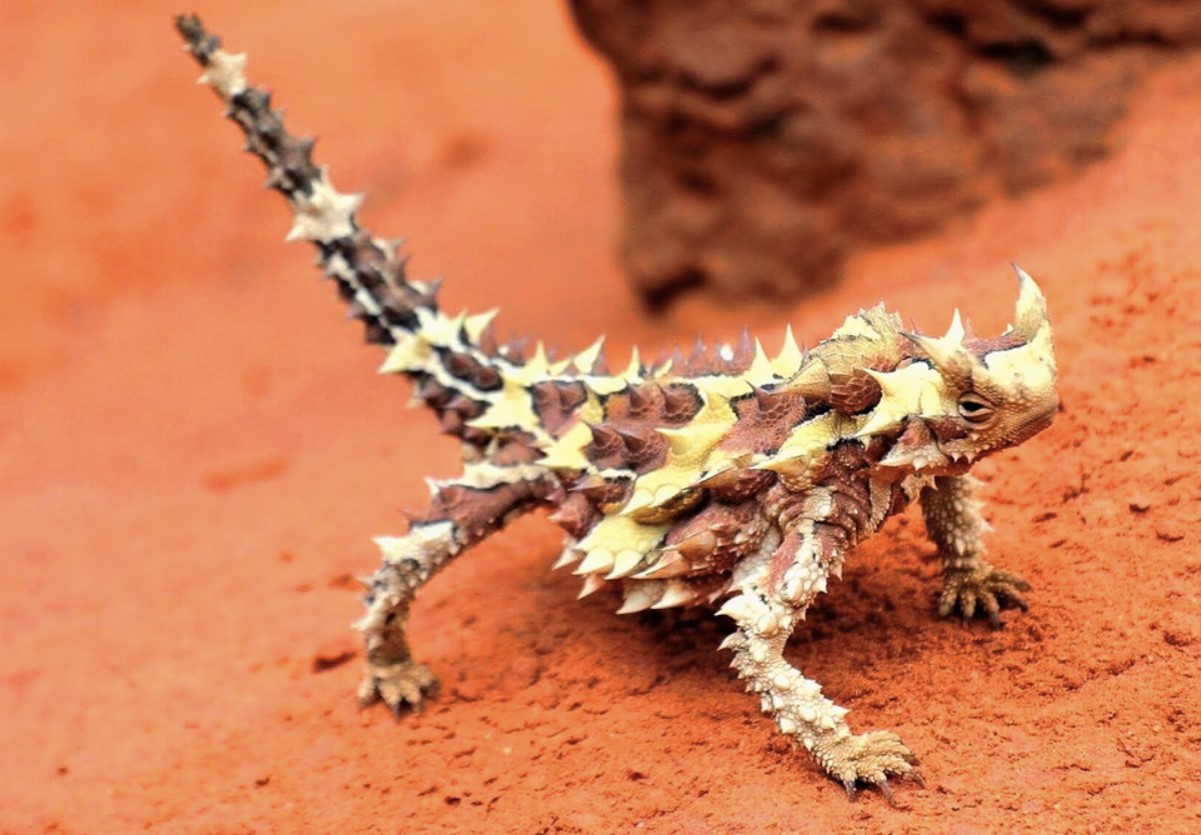moloch horridus