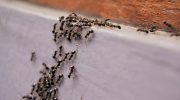 Der findes en løsning på myreproblemet: Sådan bekæmper du små skadedyr i hjemmet og i haven – ét produkt fra køkkenet beskytter det hele