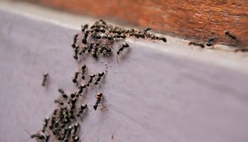 Der findes en løsning på myreproblemet: Sådan bekæmper du små skadedyr i hjemmet og i haven – ét produkt fra køkkenet beskytter det hele