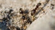 "Verdens undergang" for myrer: 1 skefuld – og insekterne tømmer selv myretuen