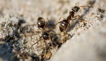"Verdens undergang" for myrer: 1 skefuld – og insekterne tømmer selv myretuen