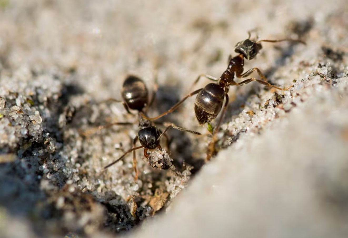 "Verdens undergang" for myrer: 1 skefuld – og insekterne tømmer selv myretuen