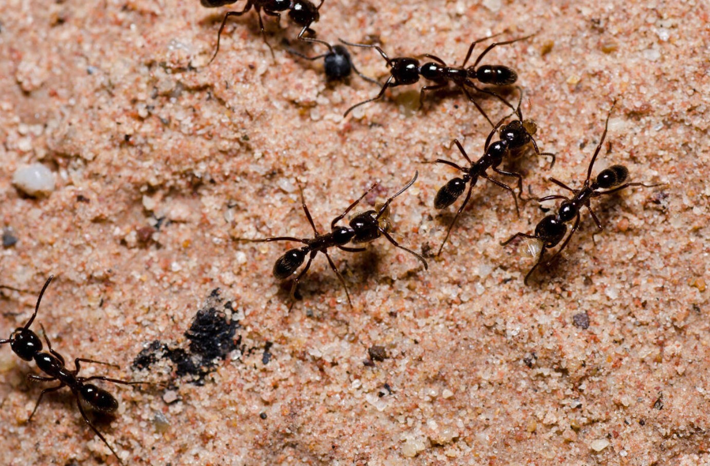 "Verdens undergang" for myrer: 1 skefuld – og insekterne tømmer selv myretuen