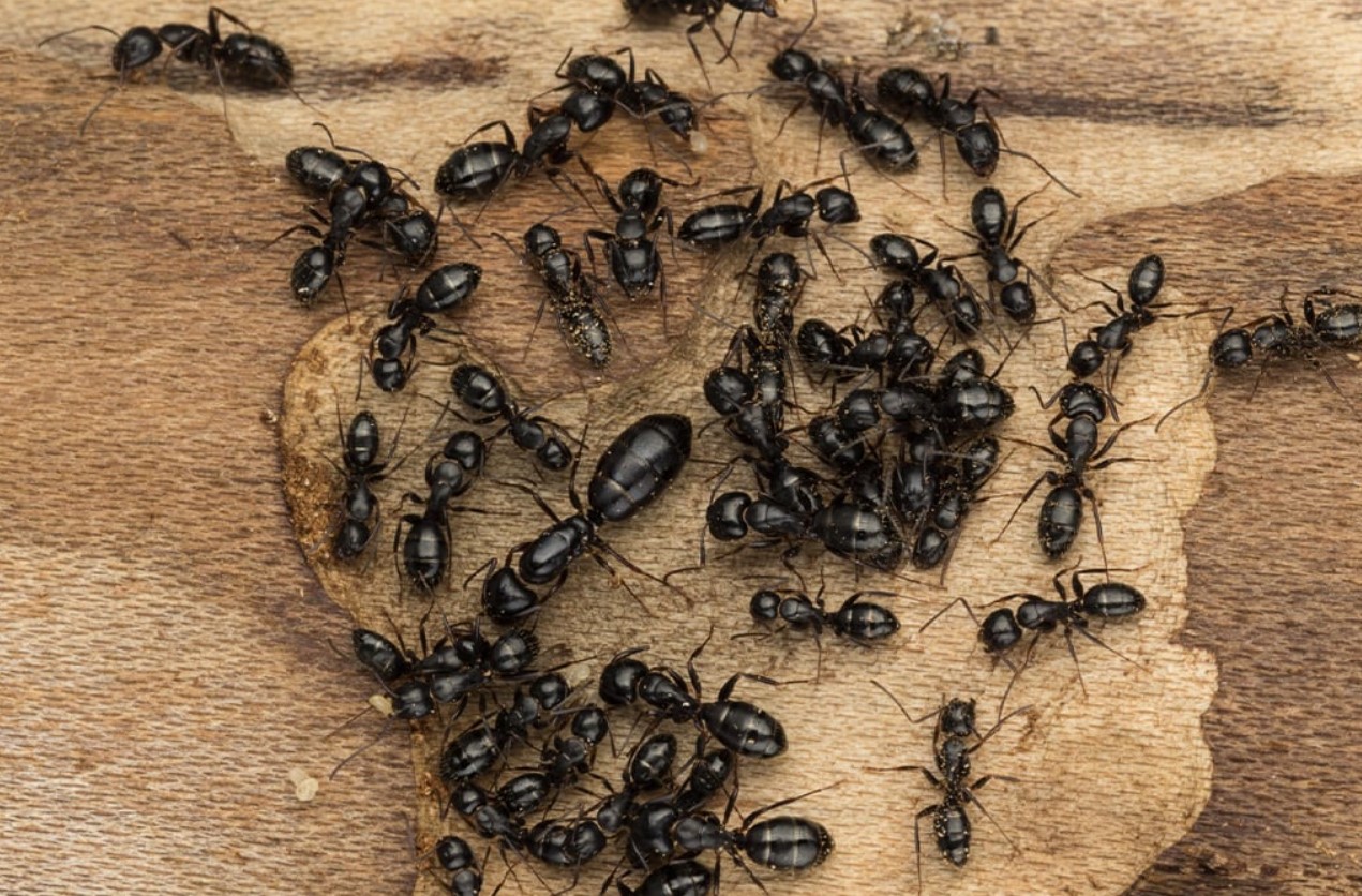 "Verdens undergang" for myrer: 1 skefuld – og insekterne tømmer selv myretuen