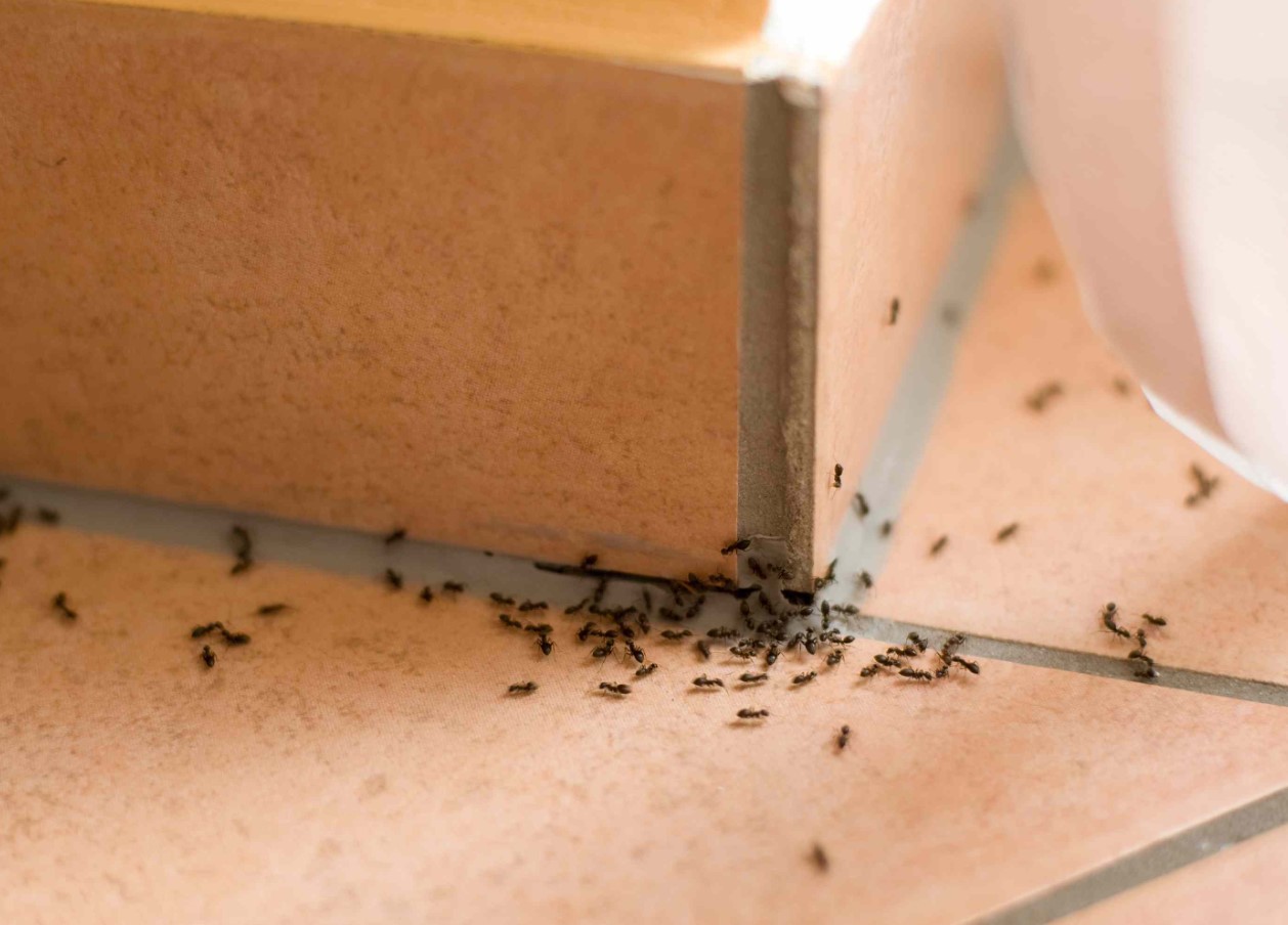 Der findes en løsning på myreproblemet: Sådan bekæmper du små skadedyr i hjemmet og i haven – ét produkt fra køkkenet beskytter det hele