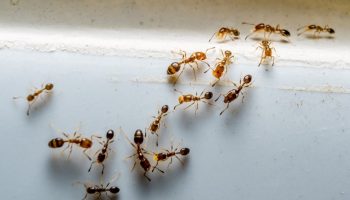 Sådan slipper du af med myrer: tegn en barriere med kridt i vejen for dem