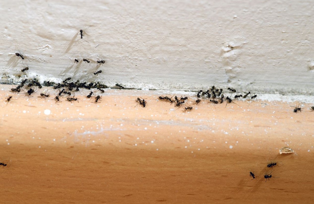 Sådan slipper du af med myrer: tegn en barriere med kridt i vejen for dem