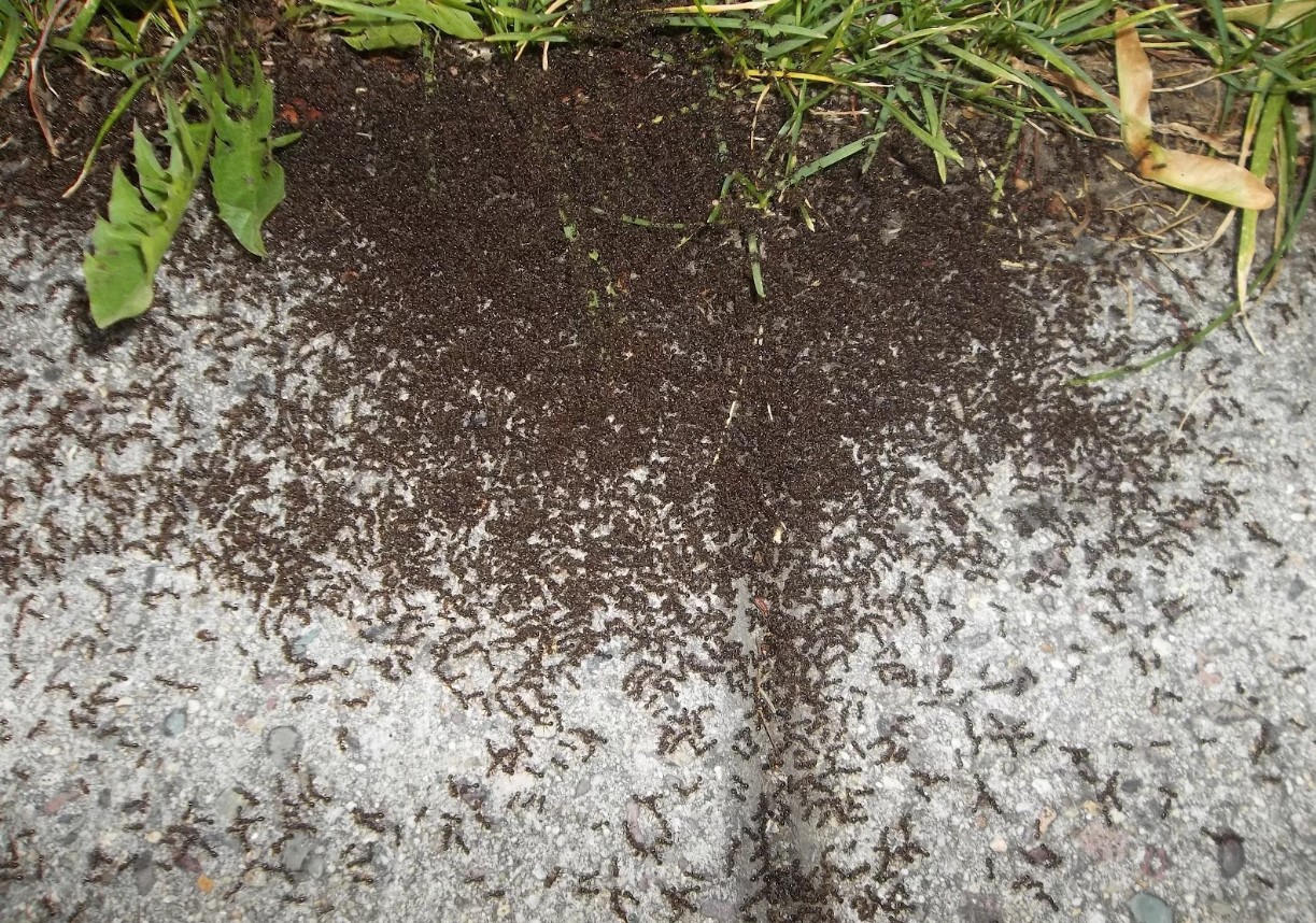 Myrer vil 'naturligt' holde sig væk fra din have, hvis du tilføjer denne ene plante