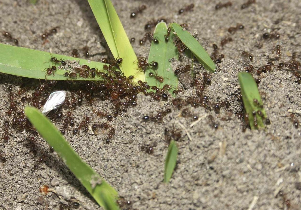Myrer vil 'naturligt' holde sig væk fra din have, hvis du tilføjer denne ene plante