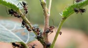 Myrer vil 'naturligt' holde sig væk fra din have, hvis du tilføjer denne ene plante