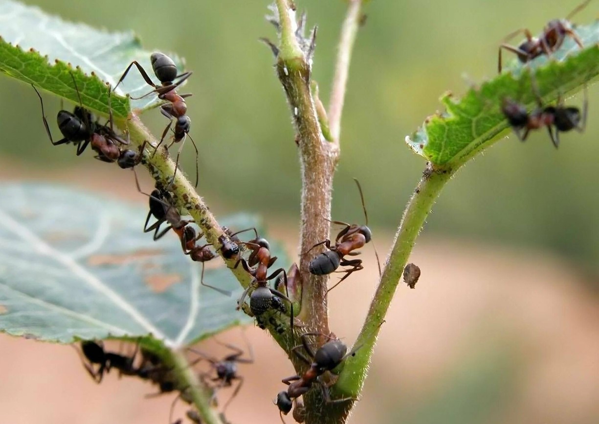 Myrer vil 'naturligt' holde sig væk fra din have, hvis du tilføjer denne ene plante
