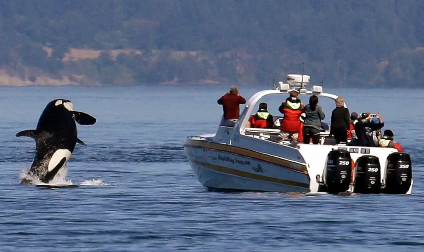 Kæmpe spækhugger jager og rammer yacht i dramatisk nærkontakt fanget på kamera