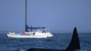 Kæmpe spækhugger jager og rammer yacht i dramatisk nærkontakt fanget på kamera