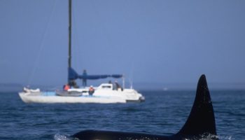 Kæmpe spækhugger jager og rammer yacht i dramatisk nærkontakt fanget på kamera