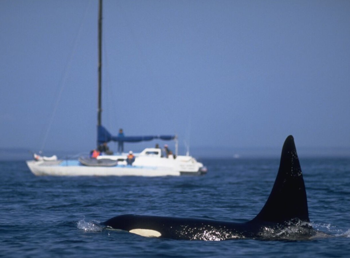 Kæmpe spækhugger jager og rammer yacht i dramatisk nærkontakt fanget på kamera