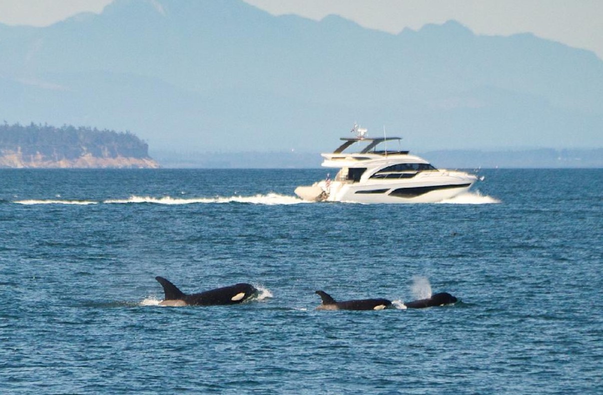 Kæmpe spækhugger jager og rammer yacht i dramatisk nærkontakt fanget på kamera