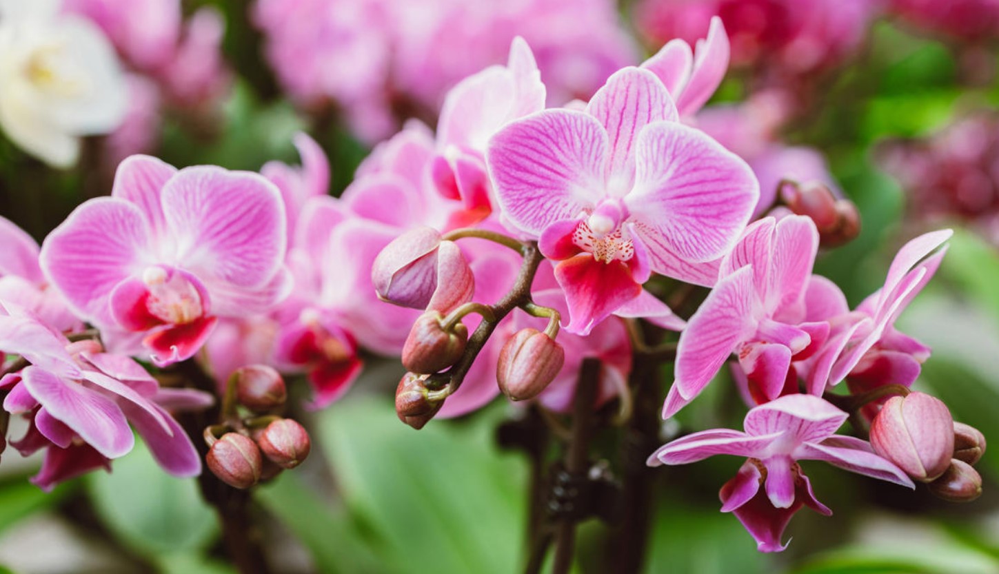 Enkel trick i ét trin til at holde orkideer i blomst i flere måneder
