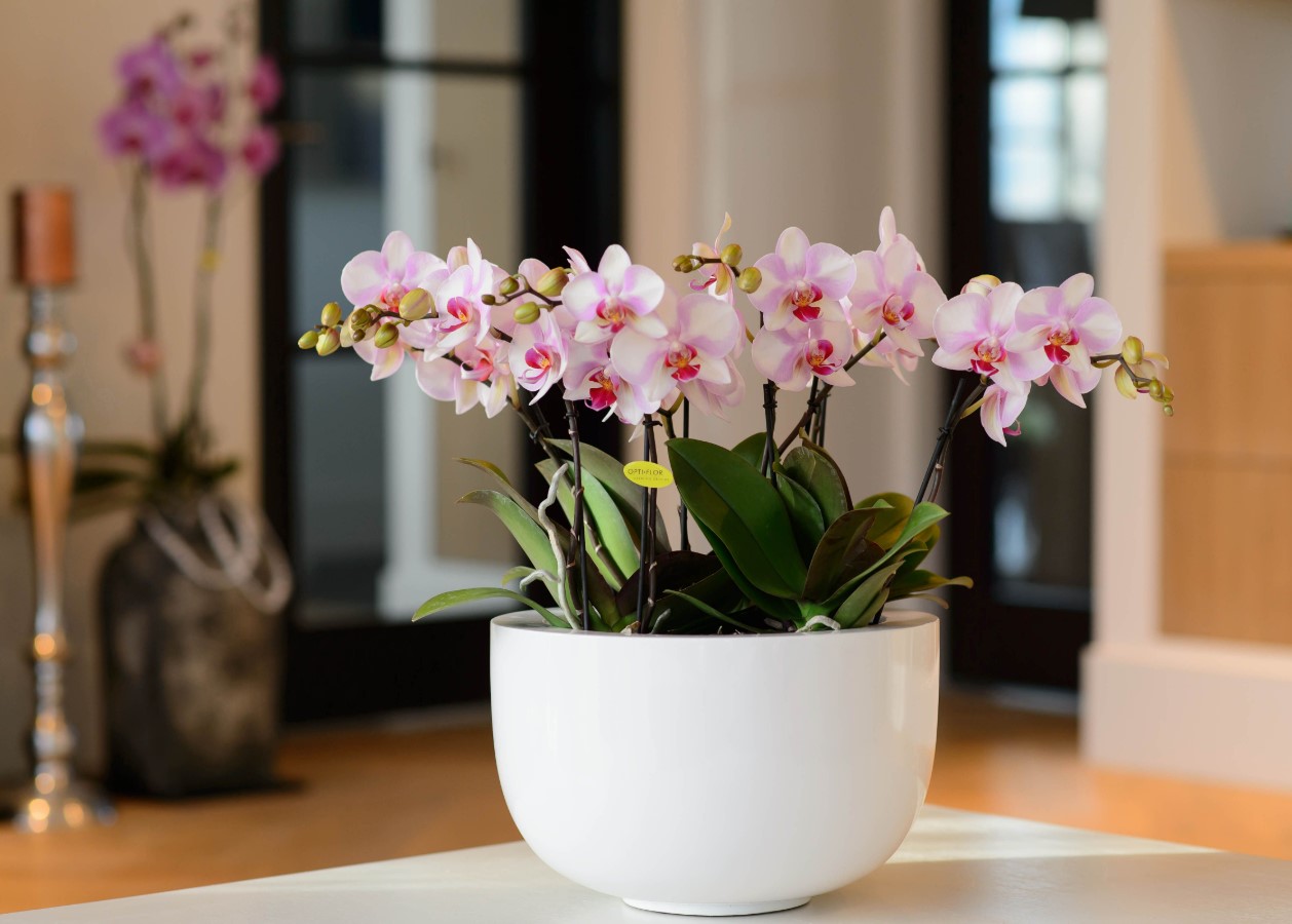 Giv dine orkideer 1 køkkenaffald for blomster som aldrig før