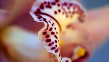 Enkel trick i ét trin til at holde orkideer i blomst i flere måneder