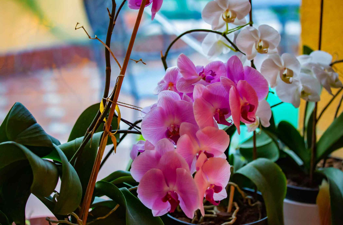 Enkel trick i ét trin til at holde orkideer i blomst i flere måneder