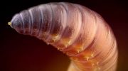 Darwin elskede orme. De har måske netop bevist, at han tog fejl om evolutionen.