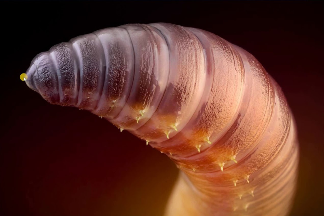 Darwin elskede orme. De har måske netop bevist, at han tog fejl om evolutionen.