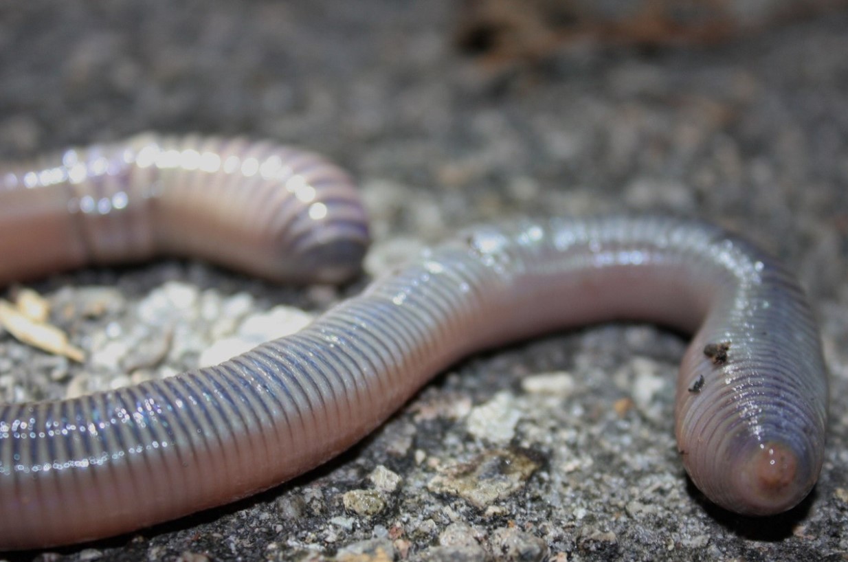 Darwin elskede orme. De har måske netop bevist, at han tog fejl om evolutionen.