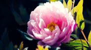 Hvorfor blomstrer pæon ikke? Hvad kan man gøre for at få den til at springe ud?