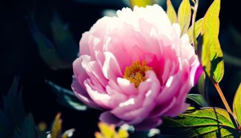 Hvorfor blomstrer pæon ikke? Hvad kan man gøre for at få den til at springe ud?