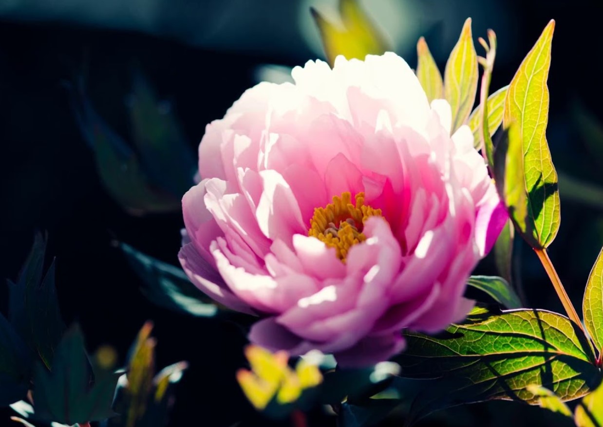 Hvorfor blomstrer pæon ikke? Hvad kan man gøre for at få den til at springe ud?