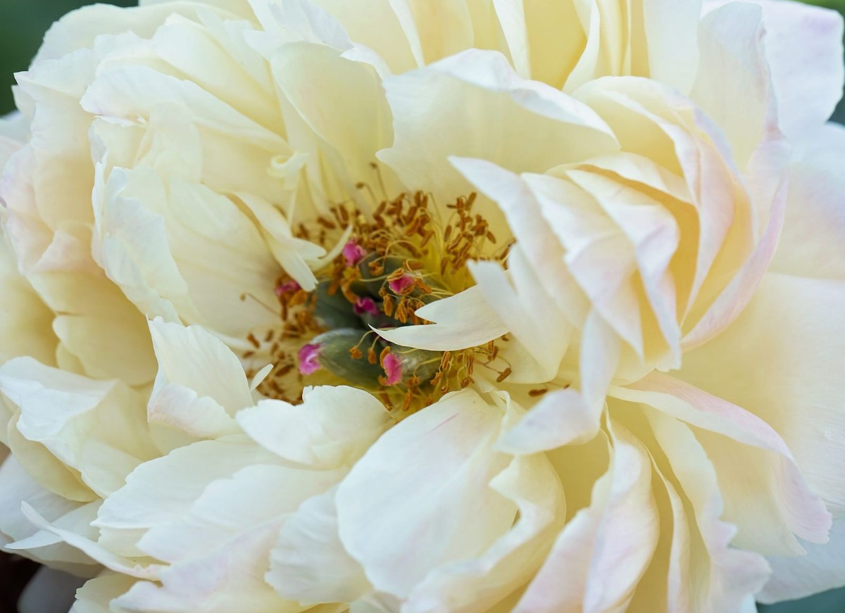 Hvorfor blomstrer pæon ikke? Hvad kan man gøre for at få den til at springe ud?