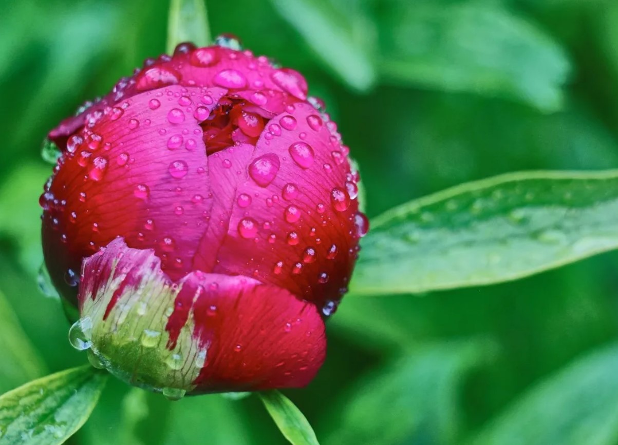 Hvorfor blomstrer pæon ikke? Hvad kan man gøre for at få den til at springe ud?