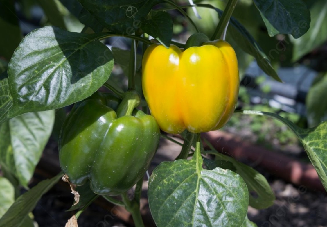 Red peberfrugterne: lav en bouillon af skallen og red de udmattede planter