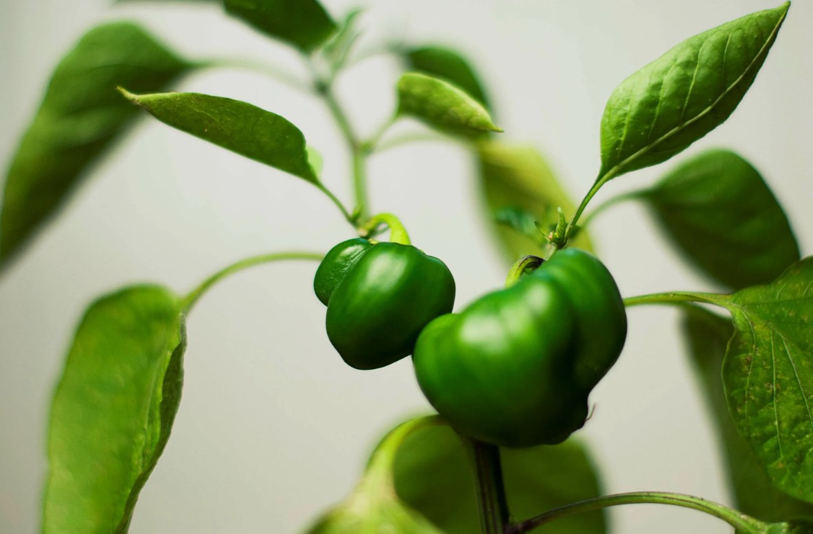 Red peberfrugterne: lav en bouillon af skallen og red de udmattede planter
