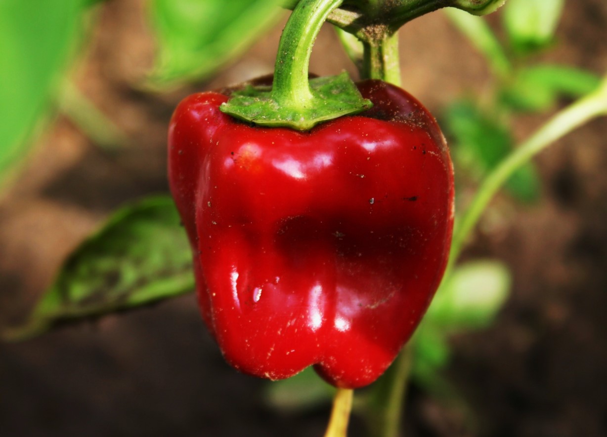 Red peberfrugterne: lav en bouillon af skallen og red de udmattede planter