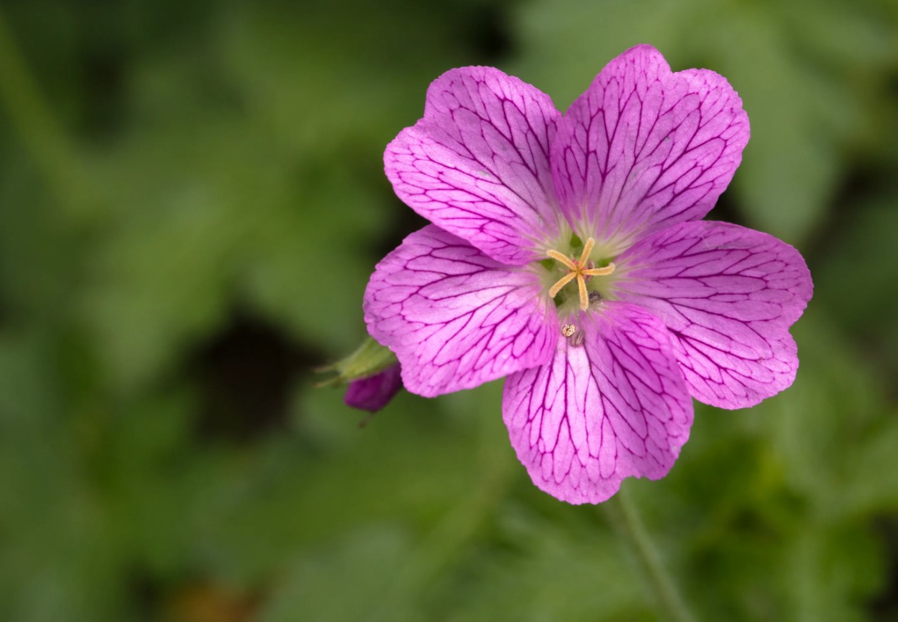 Giv den lidt ekstra næring, så bliver pelargonien endnu smukkere: den blomstrer hele sommeren 24/7 – her er hemmeligheden